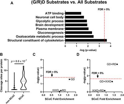 Non-Apoptotic Caspase Activity Preferentially Targets a Novel Consensus Sequence Associated With Cytoskeletal Proteins in the Developing Auditory Brainstem